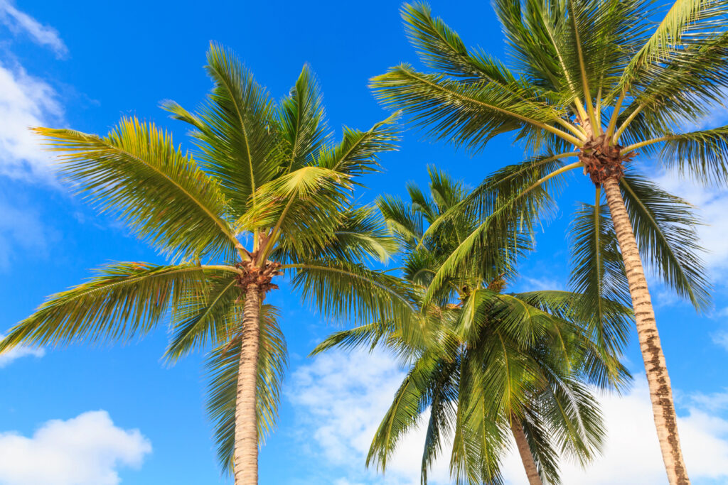 pressure washing palm harbor fl